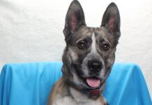 Adoptable Pet of the Week: Skip