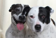 Adoptable Pets of the Week: Honey and Racer