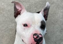 Adoptable Pet of the Week: Pablo