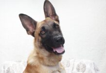 Pet of the Week: Coulson