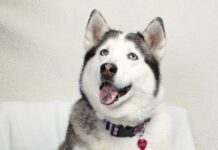 Pet of the Week: River