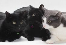 Pets of the Week: Manny, Minnie, and Moe