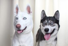 Adoptable Pet of the Week: Ozzy and Sharon