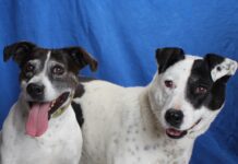 Pets of the Week: Honey and Racer
