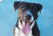 Pet of the Week: Lola