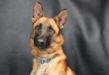 Pet of the Week: Coulson