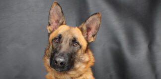 Pet of the Week: Coulson