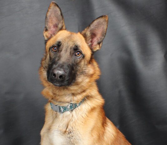 Pet of the Week: Coulson