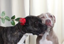 Pets of the Week: Sammie and Luna