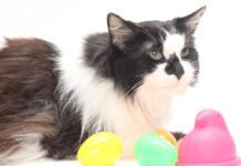 Pet of the Week: Princess Jeannette