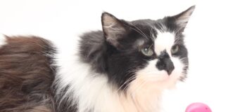 Pet of the Week: Princess Jeannette