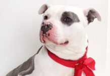 Adoptable Pet of the Week: Pablo the Great