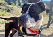 Adoptable Pet of the Week: Atlas