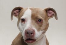 Adoptable Pet of the Week: Sweetie