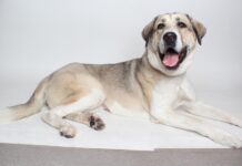 Pet of the Week: Astrid