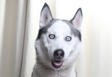 Adoptable Pet of the Week: Zephyr