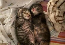 Adoptable Pet of the Week: Kitten Fosters Needed!