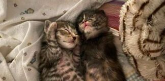 Adoptable Pet of the Week: Kitten Fosters Needed!