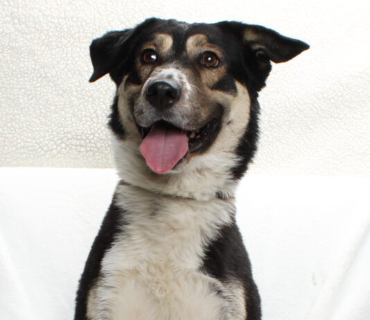 Adoptable Pet of the Week: Charlotte