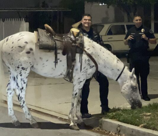 They Protect and Serve, With a Little Horse Wrangling on the Side