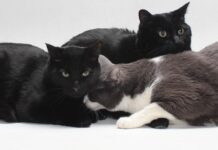 Adoptable Pet of the Week: Manny, Moe, and Minnie