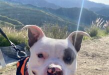 Adoptable Pet of the Week: Pablo Ruffien