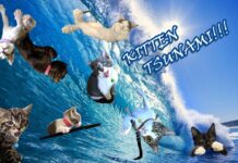 It’s Kitten Tsunami Season at the Burbank Animal Shelter, Fosters Needed ASAP!