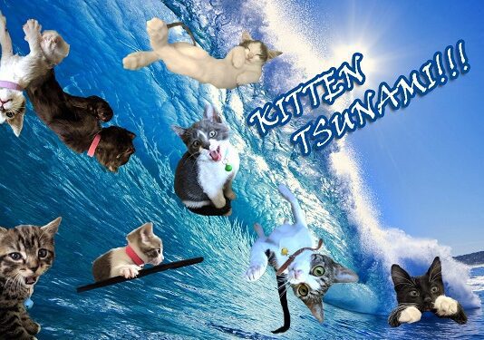 It’s Kitten Tsunami Season at the Burbank Animal Shelter, Fosters Needed ASAP!