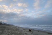 Get Out Of Town!: Huntington Dog Beach and The Park Bench Cafe