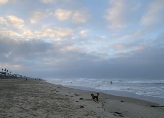 Get Out Of Town!: Huntington Dog Beach and The Park Bench Cafe