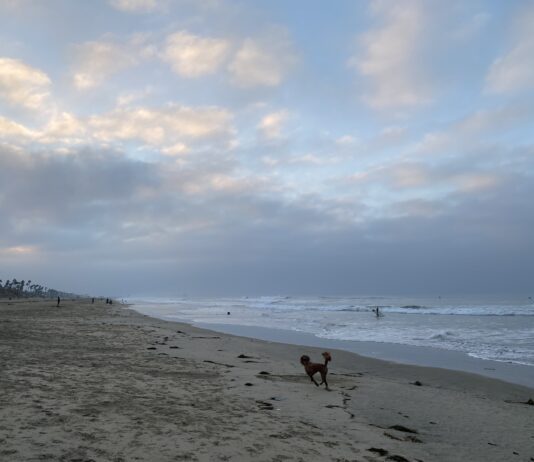 Get Out Of Town!: Huntington Dog Beach and The Park Bench Cafe