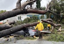 Residents Protest Against the City’s Upcoming Removal of 121 Aleppo Pine Trees