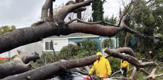 Residents Protest Against the City’s Upcoming Removal of 121 Aleppo Pine Trees