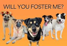 Dog Fosters Urgently Needed!