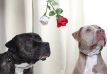 Adoptable Pet of the Week: Sammie and Luna