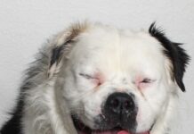 Adoptable Pet of the Week: Hootie