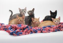 Kitten Foster Parents Urgently Needed at the Burbank Animal Shelter