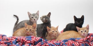 Kitten Foster Parents Urgently Needed at the Burbank Animal Shelter