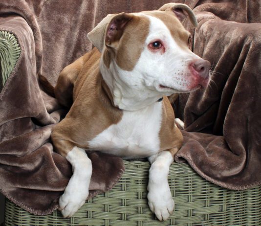 Adoptable Pet of the Week: Sweetie