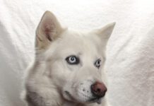 Adoptable Pet of the Week: Trever