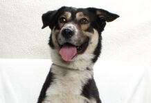 Adoptable Pet of the Week: Charlotte
