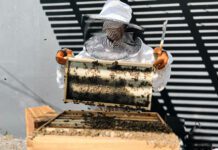 Positive Vibes Bee Experience in Burbank is All the Buzz