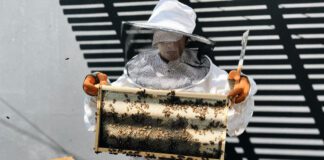 Positive Vibes Bee Experience in Burbank is All the Buzz