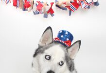 Adoptable Pet of the Week: Zephyr