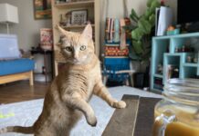 Adoptable Pet of the Week: Adele