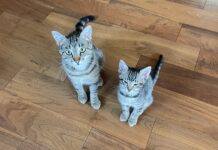 Adoptable Pets of the Week: Caramel and Oliver