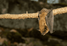 Health Alert: Rabid Bat Found in Burbank