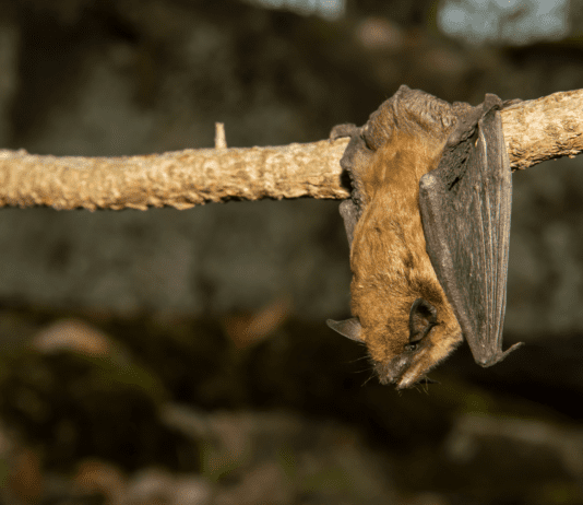 Health Alert: Rabid Bat Found in Burbank