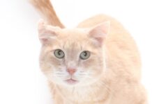 Adoptable Pet of the Week: Red