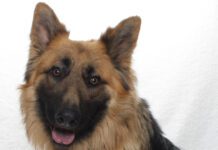 Adoptable Pet of the Week: Dodger